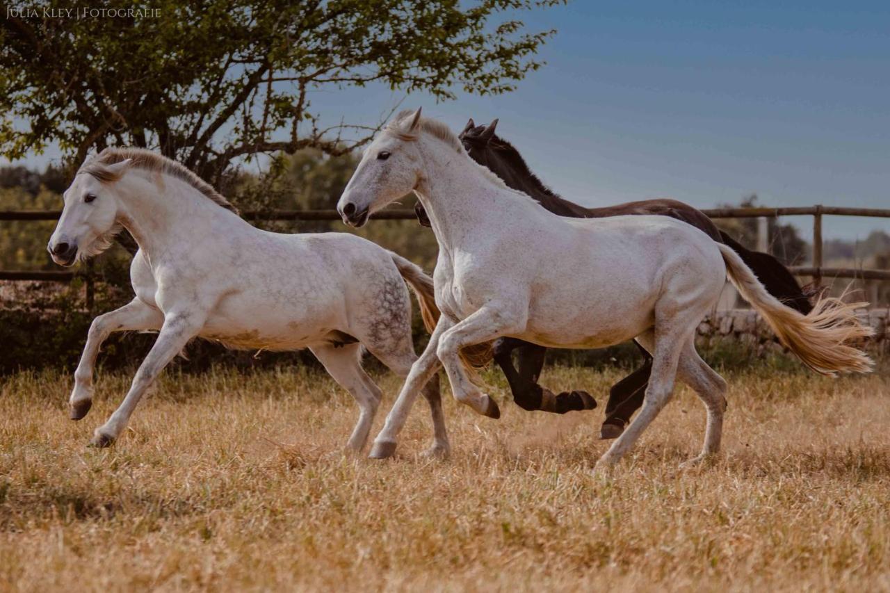 Finca Agroturismo Son Menut Felanitx Εξωτερικό φωτογραφία