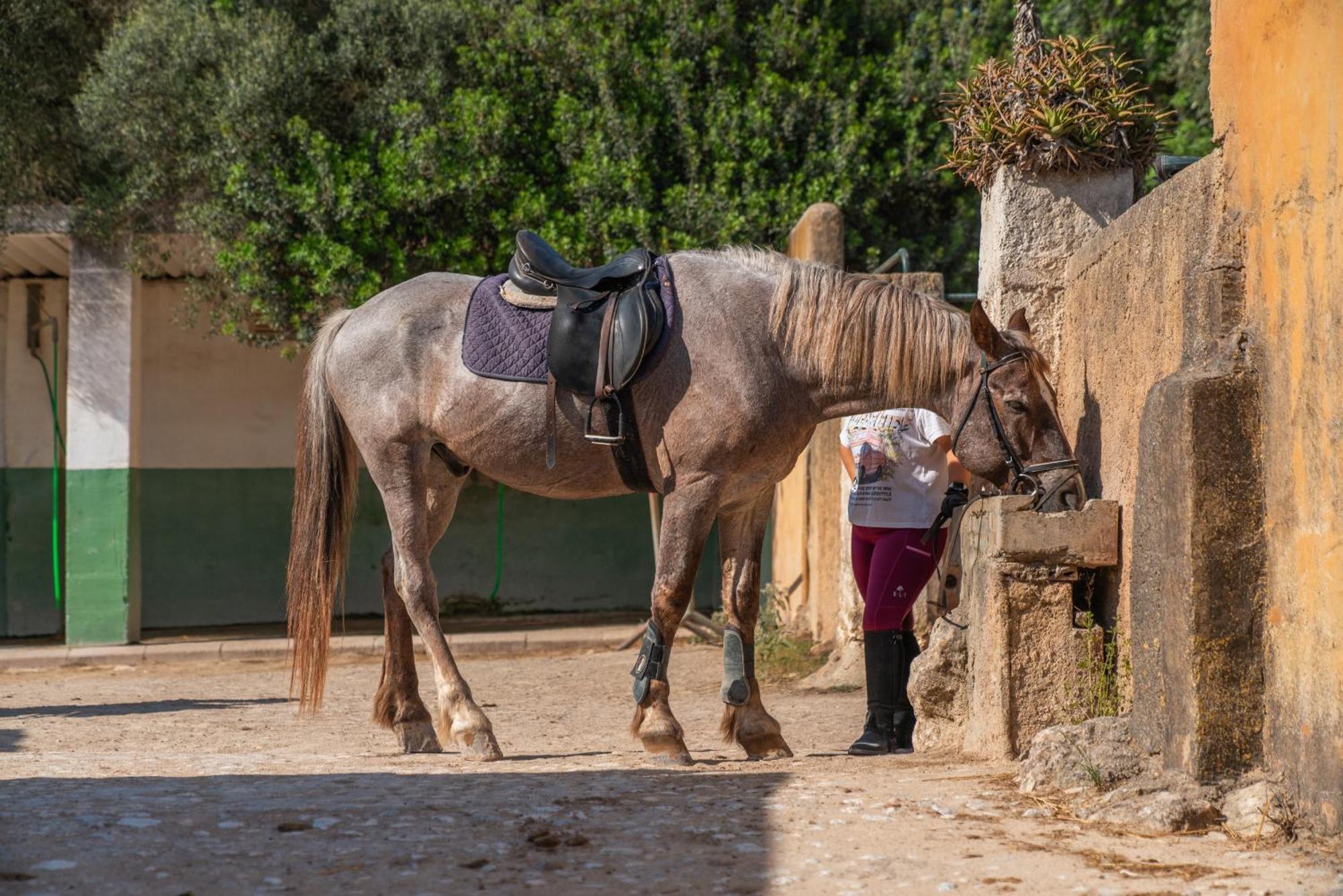 Finca Agroturismo Son Menut Felanitx Εξωτερικό φωτογραφία